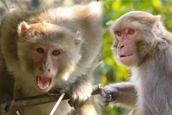 कासंगज में बंदरों का आतंक, एक छात्र की जान ली