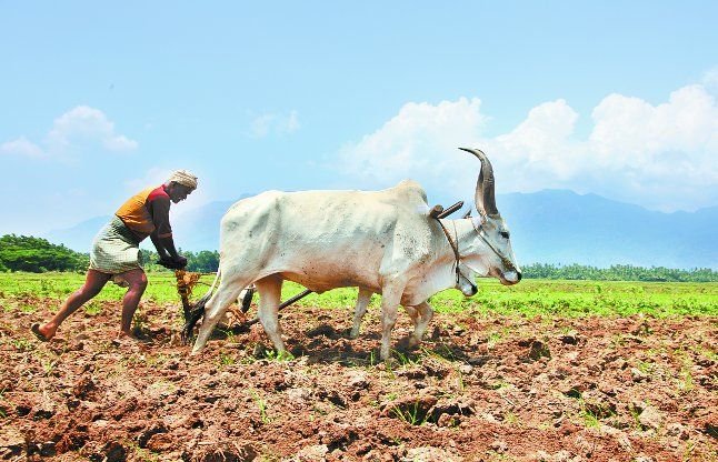 क्या किसानों के लिए तेलंगाना मॉडल को अपनाएगी मोदी सरकार