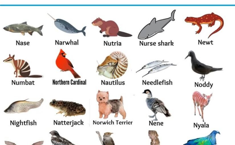Animal name start with N alphabet