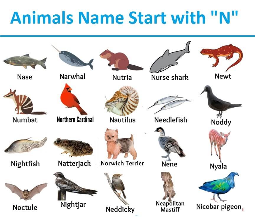 N for Animal Names | Animal name start with N alphabet